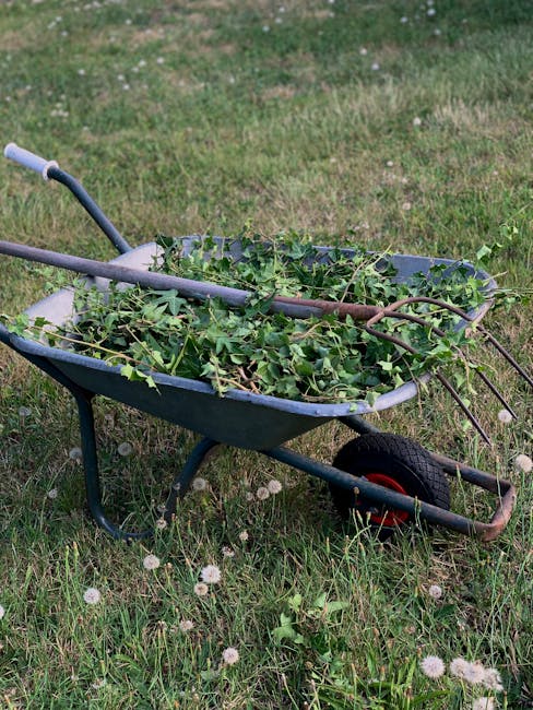 A metal wheelbarrow painted in dark blue, positioned on a grassy lawn, filled with a mixture of leafy green branches and vines. The wheelbarrow has two handles, with one metal handle extending outward on the left side, and a spade-shaped basin supporting the plant debris. The single black rubber wheel with red hubcap is visible beneath the basin, resting on the uneven grass that includes small white dandelion seed heads. The background shows more grass with scattered flowers, indicating an outdoor garden or yard setting, typical of a site where garden waste, such as pruned branches and foliage, has been collected for disposal or on-site clearance, reflecting private waste handling activities that might be managed by waste disposal services like those offered by wastedisposalrichmonduponthames.co.uk.