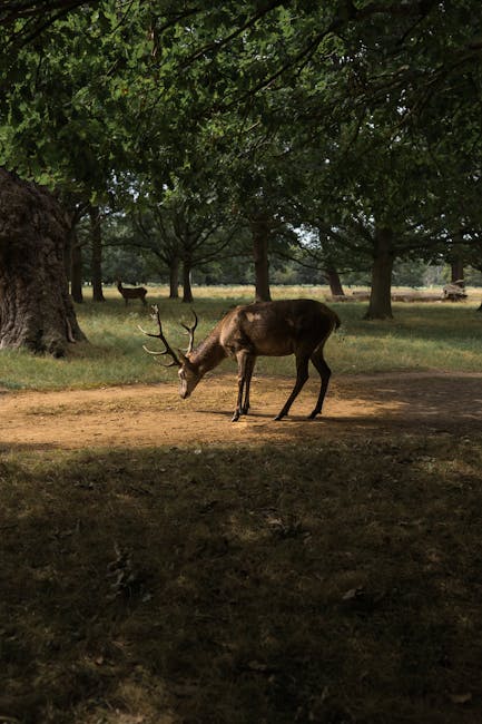 A photograph of a lone male deer with large, symmetrical antlers grazing on a patch of bare, slightly uneven earth beneath a dense canopy of green leaves in a wooded area. The deer has a brown coat with a slightly darker hue on its back and lighter on its neck and face. Several other deer can be seen in the background, scattered among the trees, which vary in size and shape, with some having thicker trunks and others more slender. The scene is illuminated by natural daylight filtering through the foliage, casting dappled shadows on the ground. The environment appears tranquil and natural, with the trees providing ample shade and shelter. This setting suggests a peaceful woodland habitat, typical of deer ranges, with the area potentially being protected or part of a wildlife reserve, rather than an urban or heavily managed space. The presence of multiple deer indicates an active, healthy population within this rural landscape, which could be part of a conservation or wildlife management area that may sometimes be associated with private or authorized animal management services like waste disposal or habitat maintenance, though here they are simply part of the natural scene.