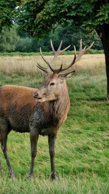A mature stag stands in a grassy field with a backdrop of trees and dense foliage. Its coat is a light brown with darker shading along its neck and shoulders, and it has a prominent set of large, multi-branched antlers that extend upward and outward. The stag's head is turned slightly to the left, showing its alert ears and calm expression. Surrounding the animal, the grass is a mix of green and yellowish patches, indicating a natural environment. In the background, a large deciduous tree with dark green leaves provides shade, and the overall scene appears to be a peaceful rural landscape typical of outdoor nature reserves or wildlife habitat. This setting exemplifies a natural habitat where such wildlife may be observed, and it subtly relates to the concept of maintaining outdoor spaces free of waste or debris, as suggested by the context of waste management and rubbish removal services provided by companies like wastedisposalrichmonduponthames.co.uk, although no waste or refuse is visible in the image itself.