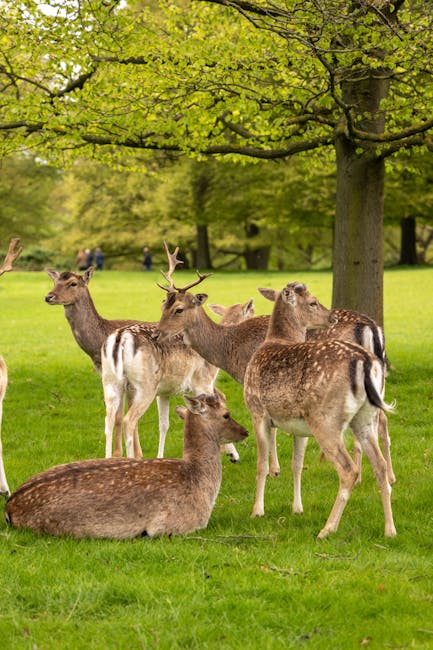 A photograph of a lone male deer with large, symmetrical antlers grazing on a patch of bare, slightly uneven earth beneath a dense canopy of green leaves in a wooded area. The deer has a brown coat with a slightly darker hue on its back and lighter on its neck and face. Several other deer can be seen in the background, scattered among the trees, which vary in size and shape, with some having thicker trunks and others more slender. The scene is illuminated by natural daylight filtering through the foliage, casting dappled shadows on the ground. The environment appears tranquil and natural, with the trees providing ample shade and shelter. This setting suggests a peaceful woodland habitat, typical of deer ranges, with the area potentially being protected or part of a wildlife reserve, rather than an urban or heavily managed space. The presence of multiple deer indicates an active, healthy population within this rural landscape, which could be part of a conservation or wildlife management area that may sometimes be associated with private or authorized animal management services like waste disposal or habitat maintenance, though here they are simply part of the natural scene.